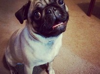 Penny220170617 11575 11dea2a