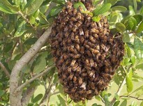 Swarm20170329 28038 1efdf0e