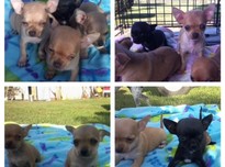Puppies20180410 8412 18psain