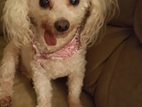 Poodle20180424 27261 1u1kogl