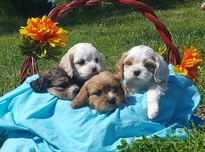 Img 139320180525 21448 7t72du