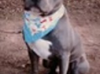Graypitbull3