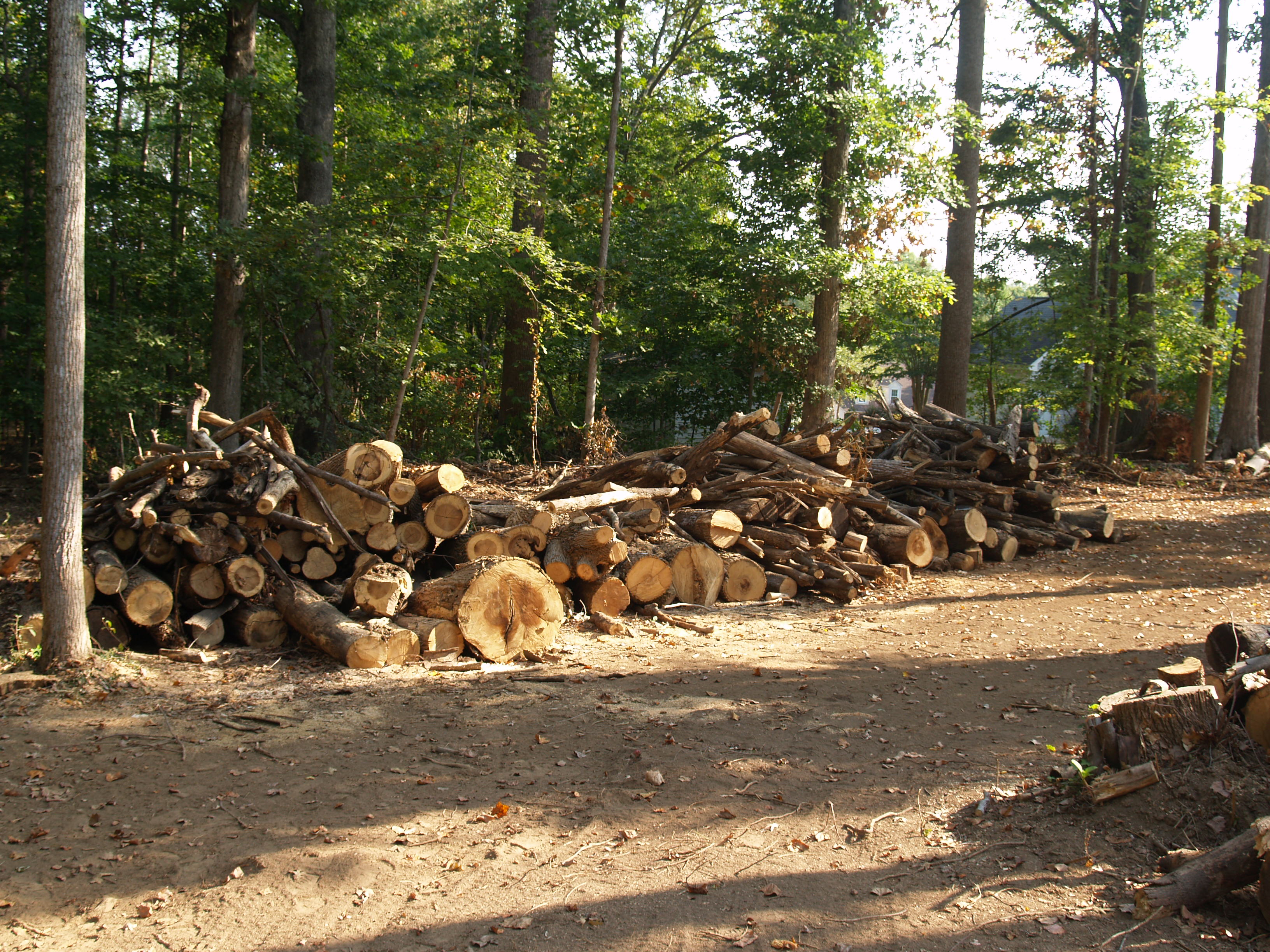 Free Firewood! in Danville, VA