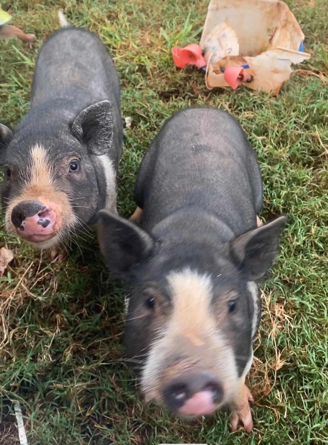 Pot belly pigs in Blairs, VA